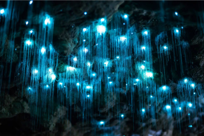 Video: Svjetleći crvi stvaraju očaravajući light show