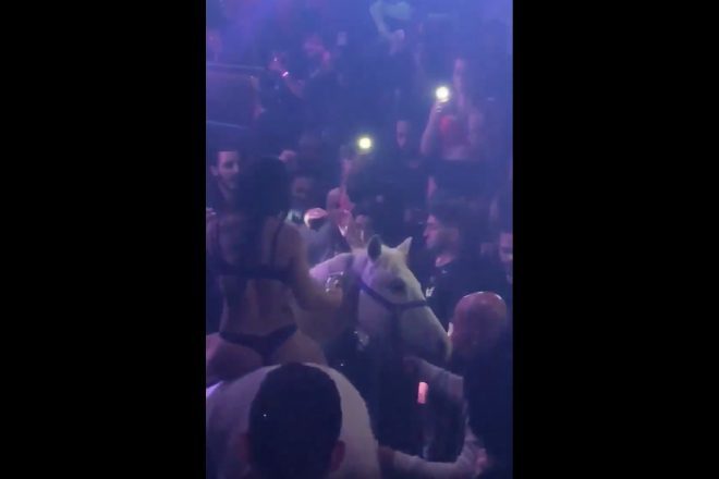 Policija istražuje klub u Miamiu koji je u svoj prostor doveo konja