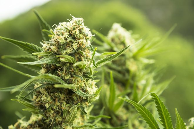 U Hrvatskoj je upotreba kokaina u porastu, ali marihuana je još uvijek na prvom mjestu