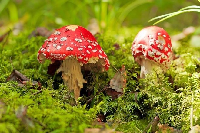 Magične gljive bi uskoro mogle postati legalne u Kaliforniji